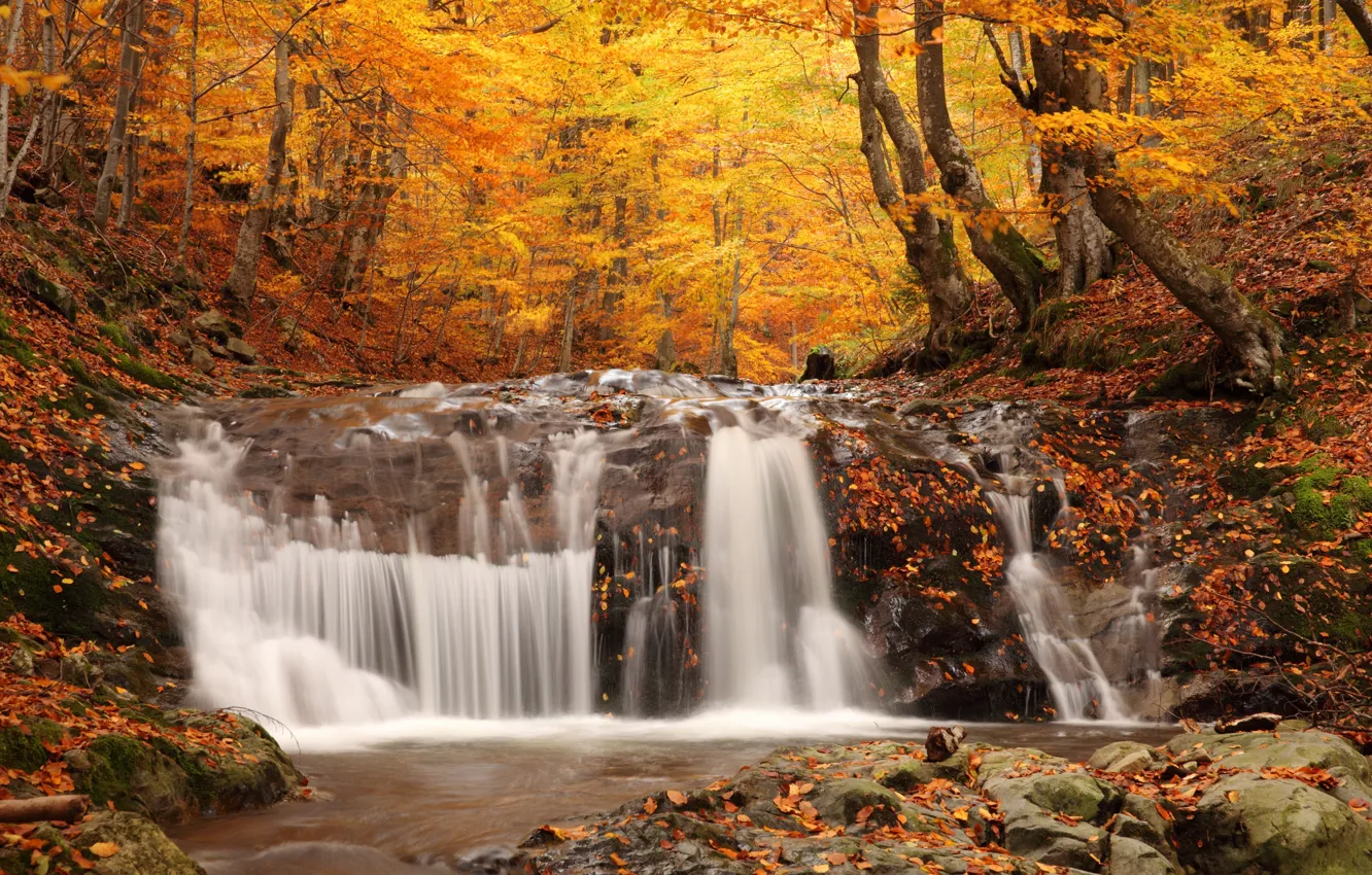 Photo wallpaper autumn, forest, trees, nature, foliage, waterfall, nature, picture