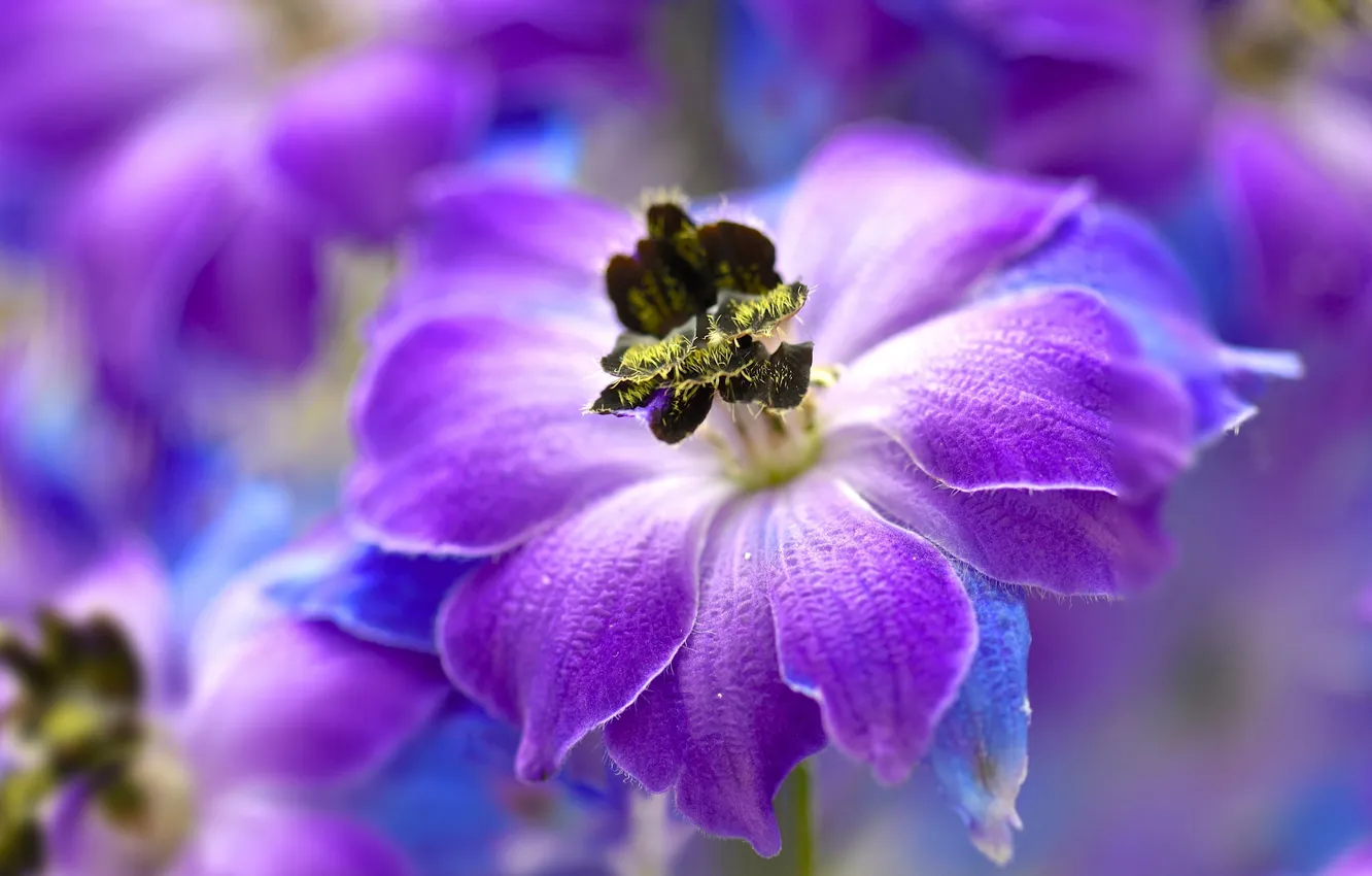 Photo wallpaper flowers, nature, paint, petals