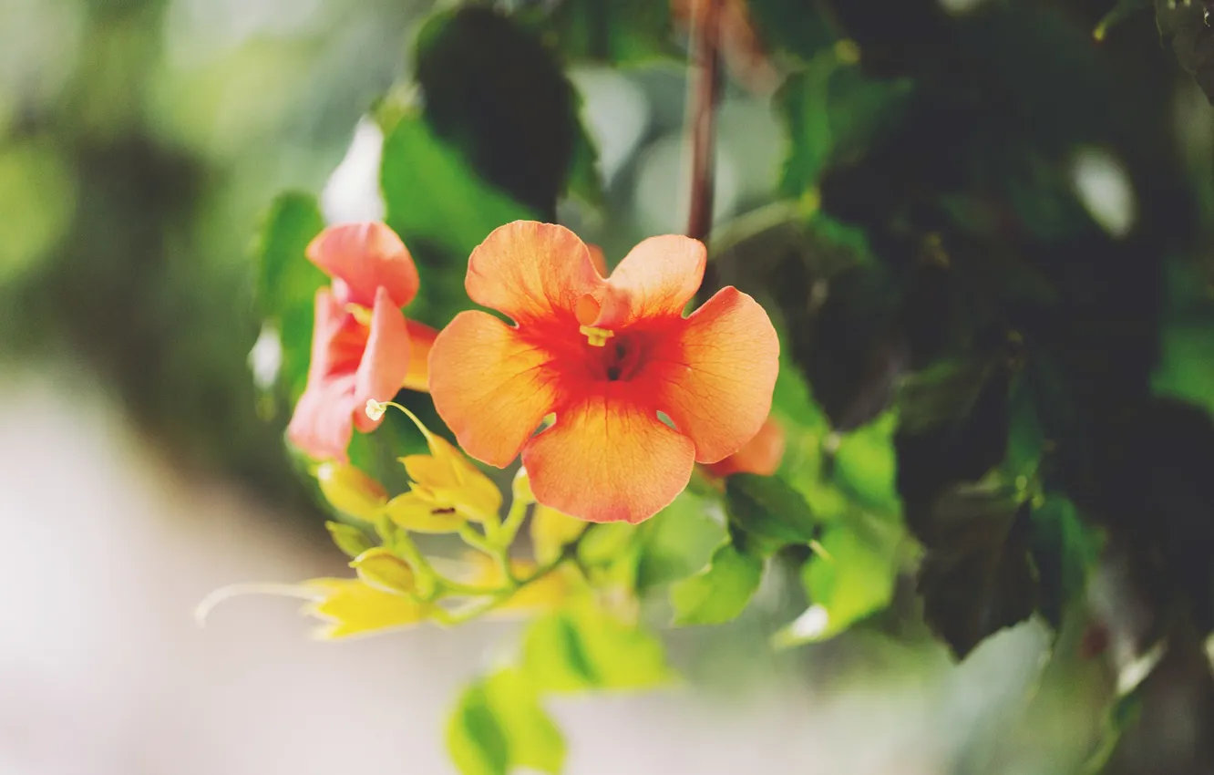 Photo wallpaper leaves, flowers, petals