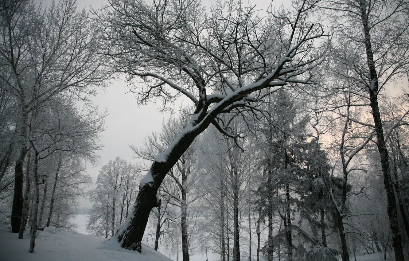 Photo wallpaper winter, snow, tree, grey
