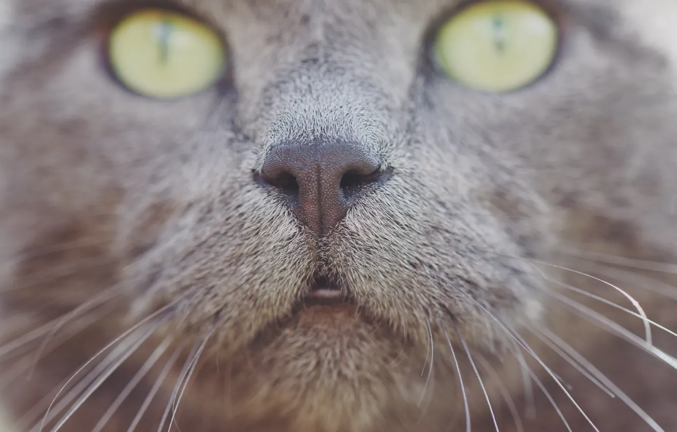 Photo wallpaper eyes, cat, mustache, nose
