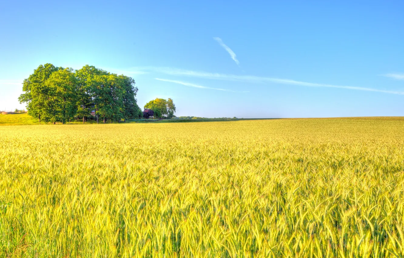 Photo wallpaper wheat, field, the sky, clouds, trees, shadow, farm, wheat fields