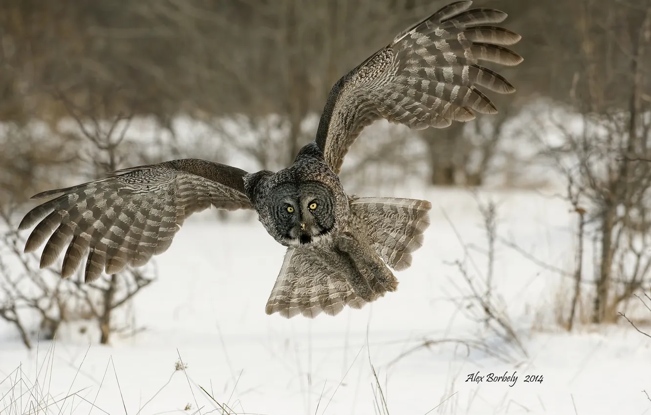 Photo wallpaper owl, bird, Great Grey Owl, Great grey owl, Strix nebulosa