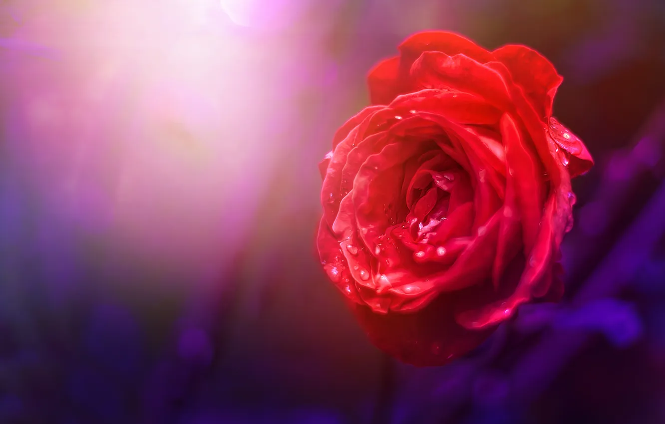 Photo wallpaper flower, nature, rose