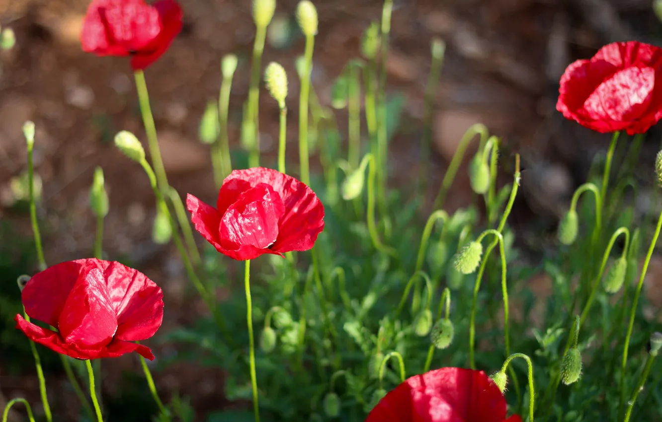 Photo wallpaper flowers, red, Maki, petals