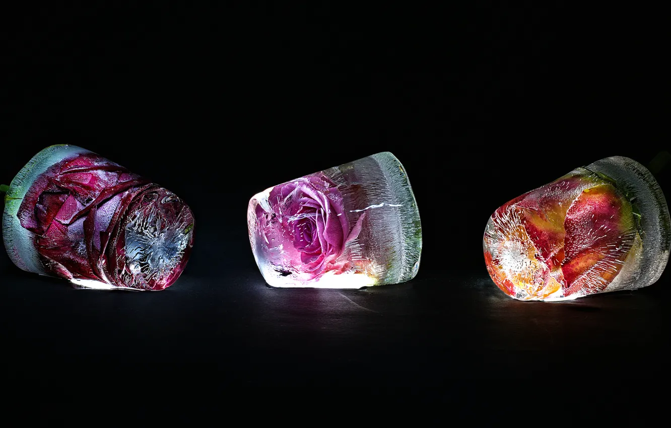 Photo wallpaper ice, buds, frost