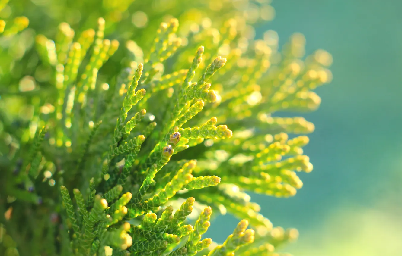Photo wallpaper green, plant, twig, thuya