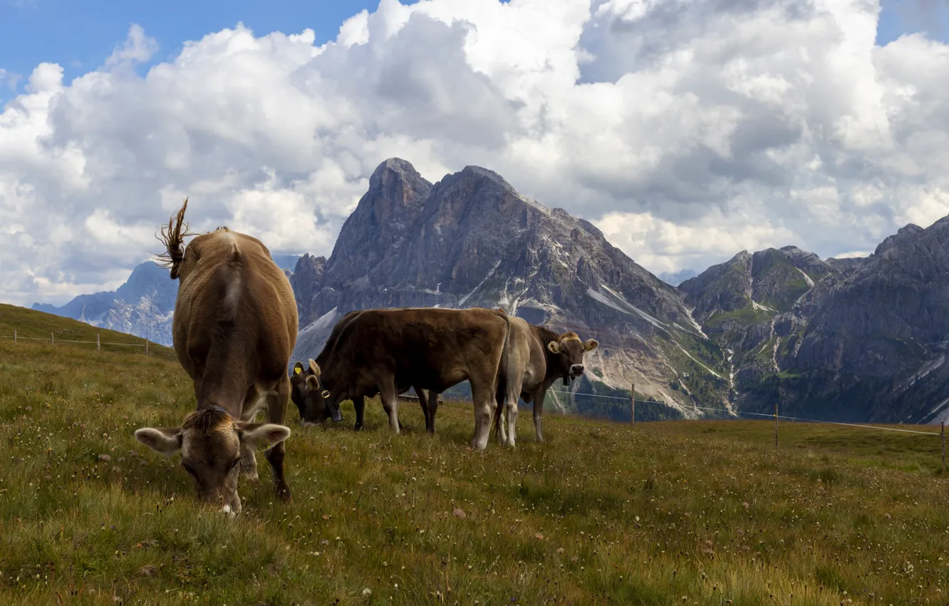 Photo wallpaper mountains, cows, pasture