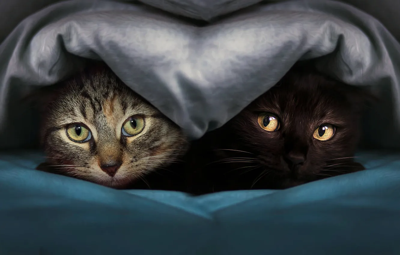 Photo wallpaper cat, look, pose, blanket, kitty, face, a couple, Duo