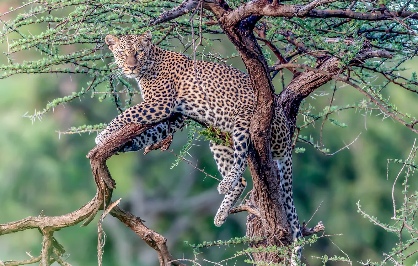Photo wallpaper look, tree, stay, leopard, wild cat, on the tree