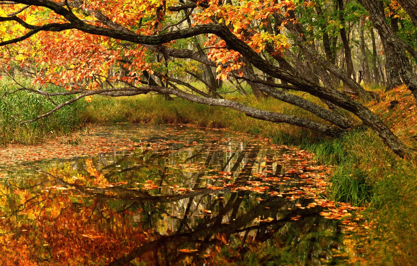Photo wallpaper autumn, forest, trees, landscape, nature, pond, foliage, Primorye
