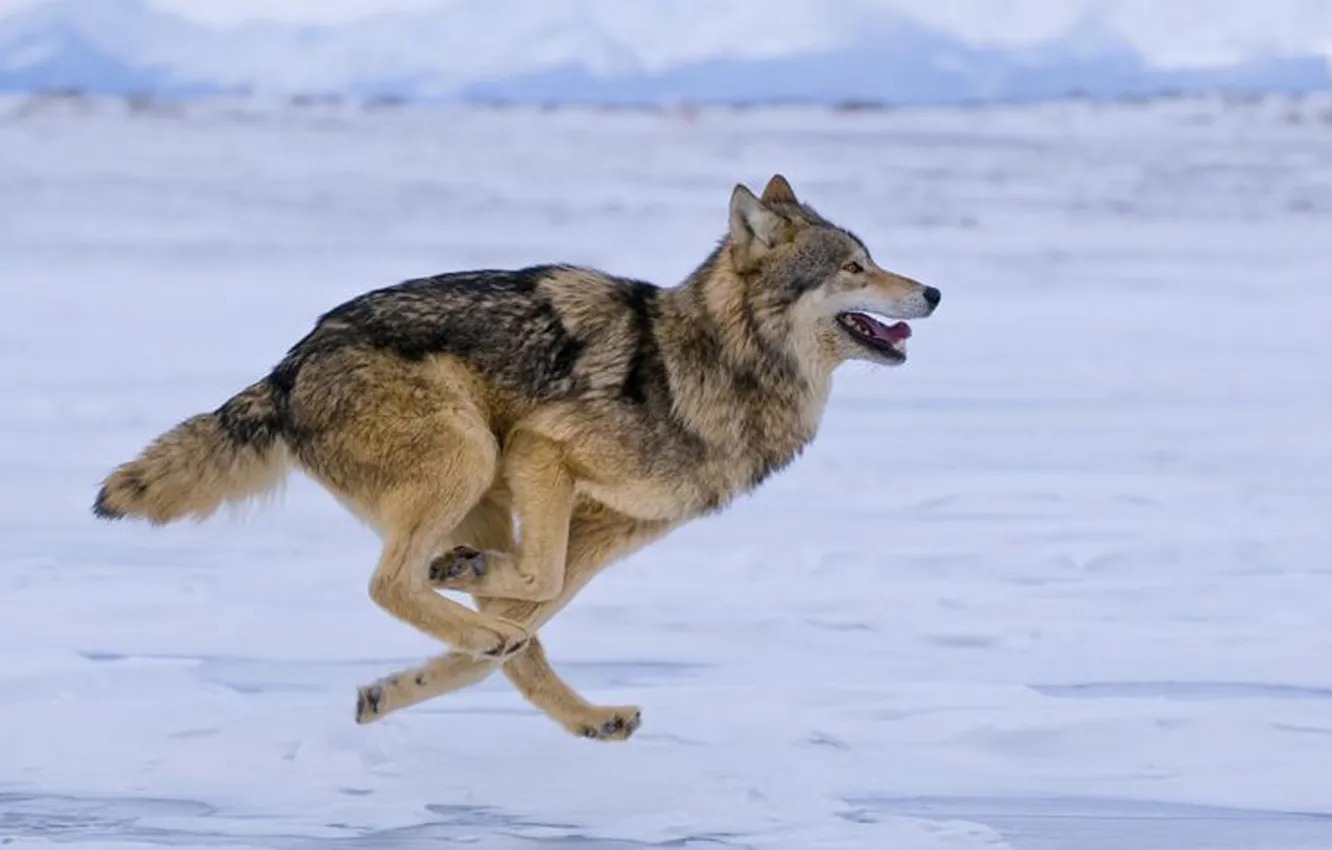 Photo wallpaper nature, snow, predator, face, animal, wolf, wildlife, portrait