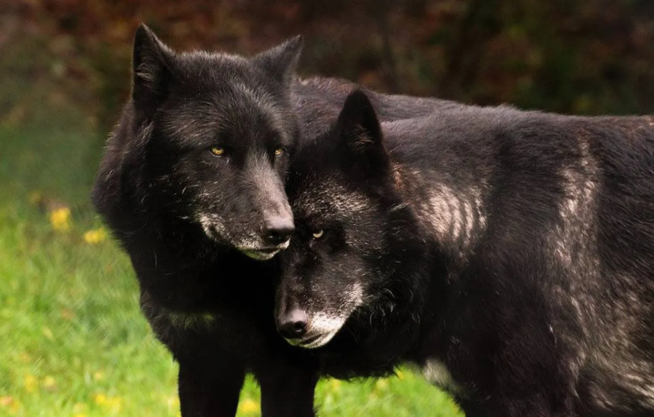 Photo wallpaper Predator, nature, snow, face, animal, wolf, canis lupus, wildlife