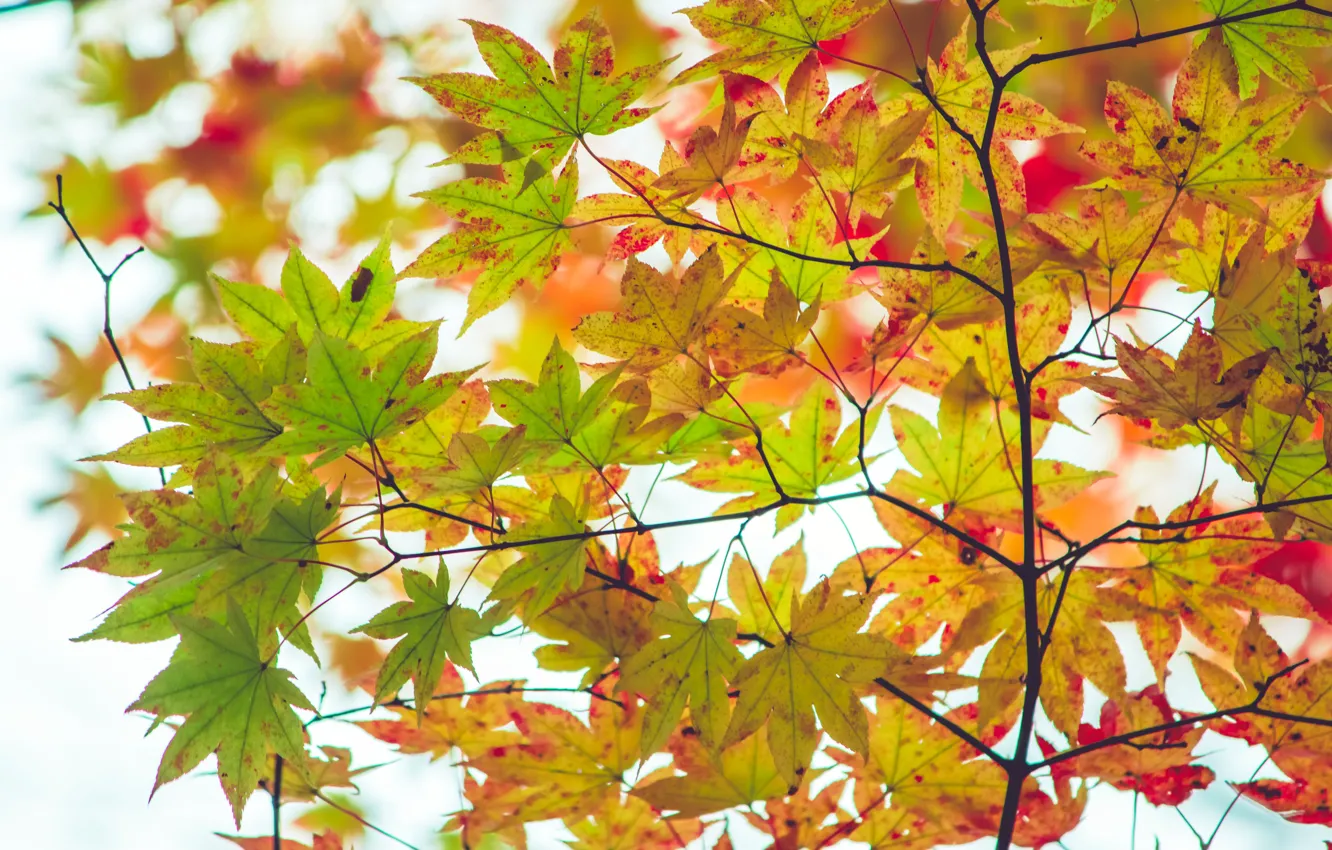 Photo wallpaper autumn, leaves, trees, colorful, maple, autumn, leaves, maple