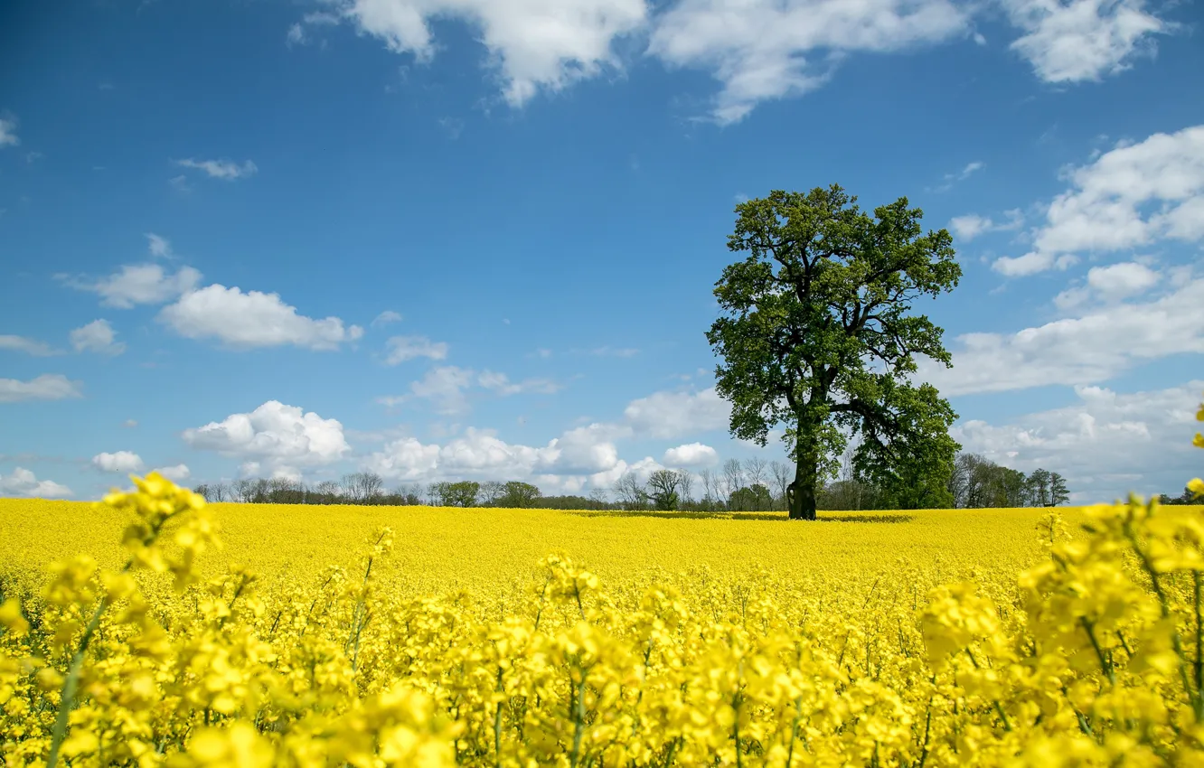 Photo wallpaper field, the sky, the sun, clouds, trees, oak, rape