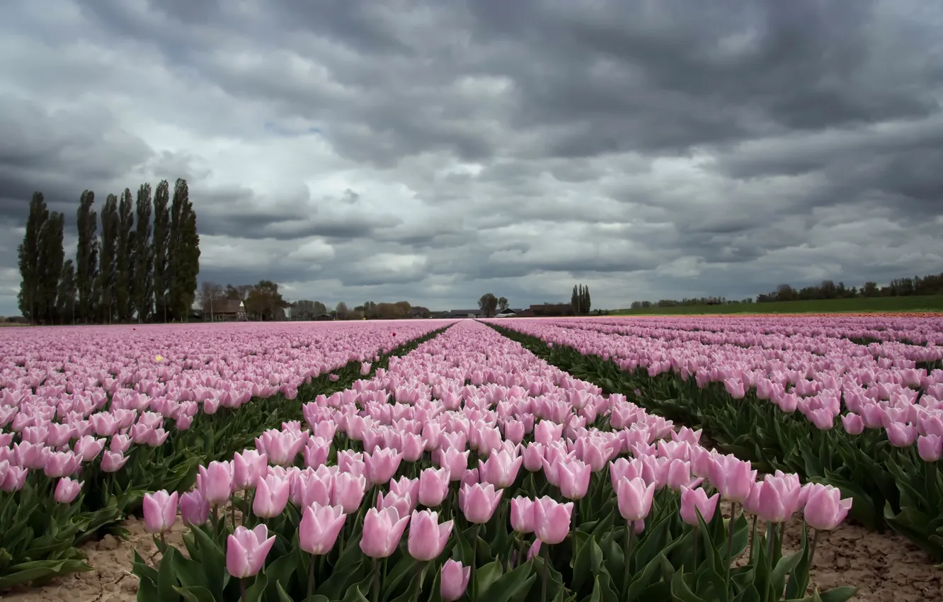 Photo wallpaper field, flowers, tulips