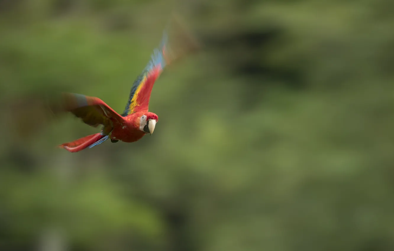 Photo wallpaper flight, nature, bird, parrot, Ara