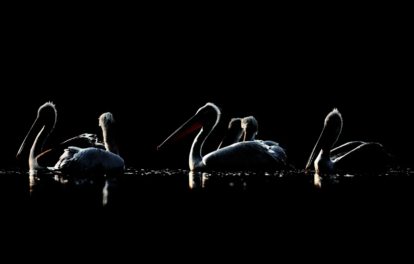 Photo wallpaper birds, night, pelicans
