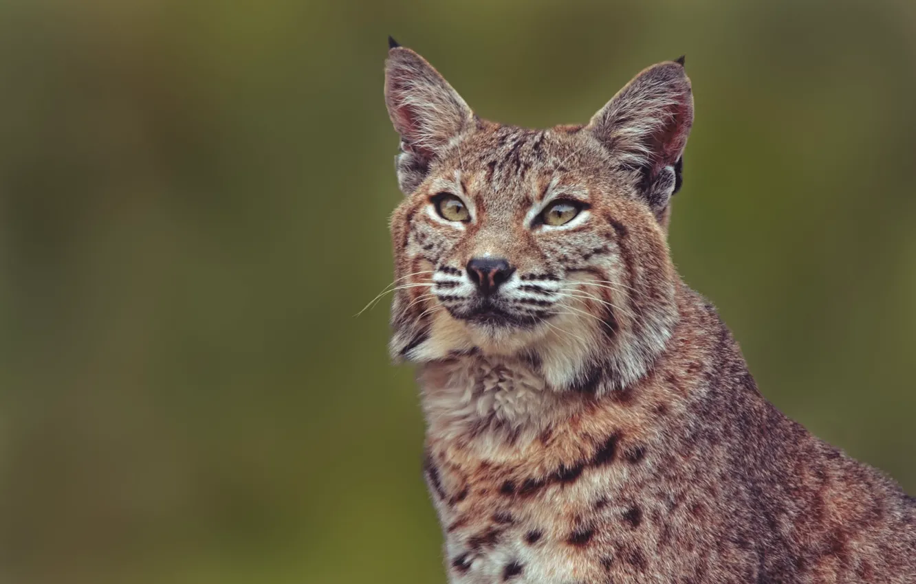 Photo wallpaper portrait, lynx, wild cat