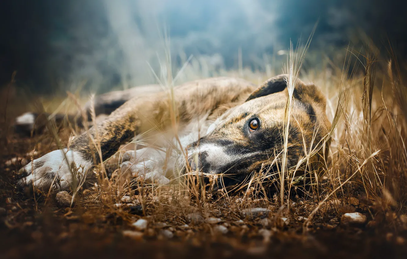 Photo wallpaper grass, look, nature, pose, pebbles, stones, glade, dog