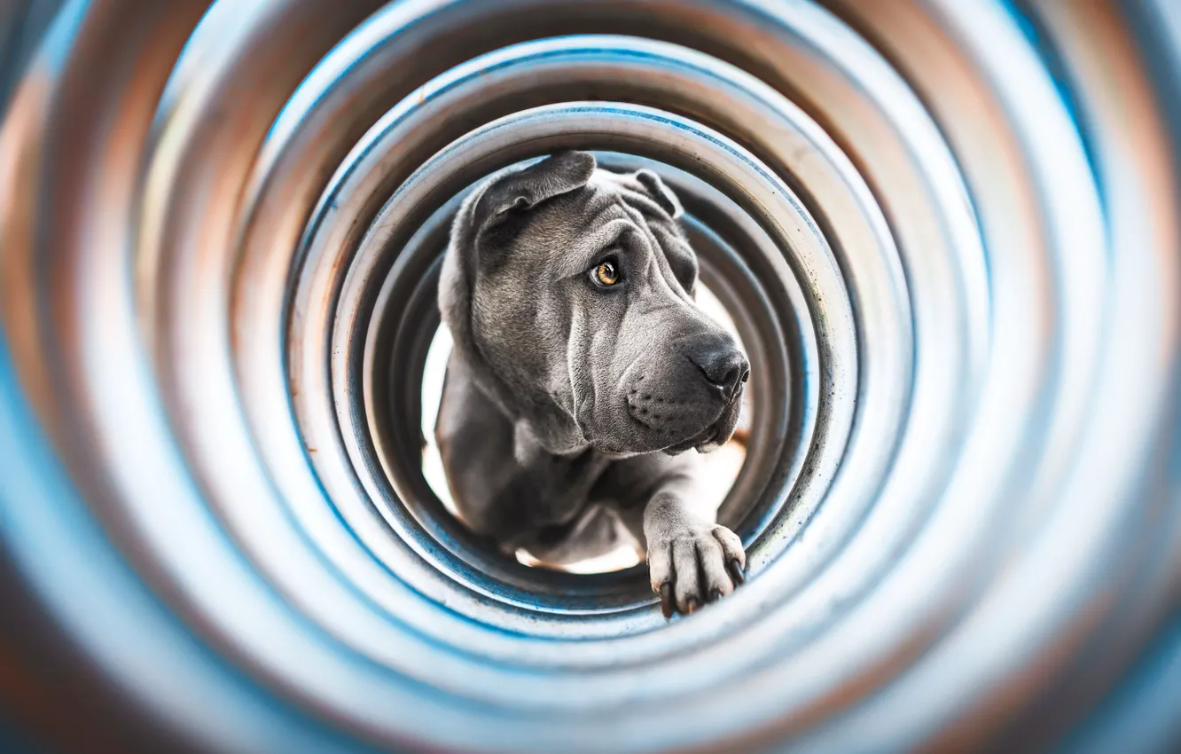 Photo wallpaper look, pose, grey, dog, ring, pipe, face