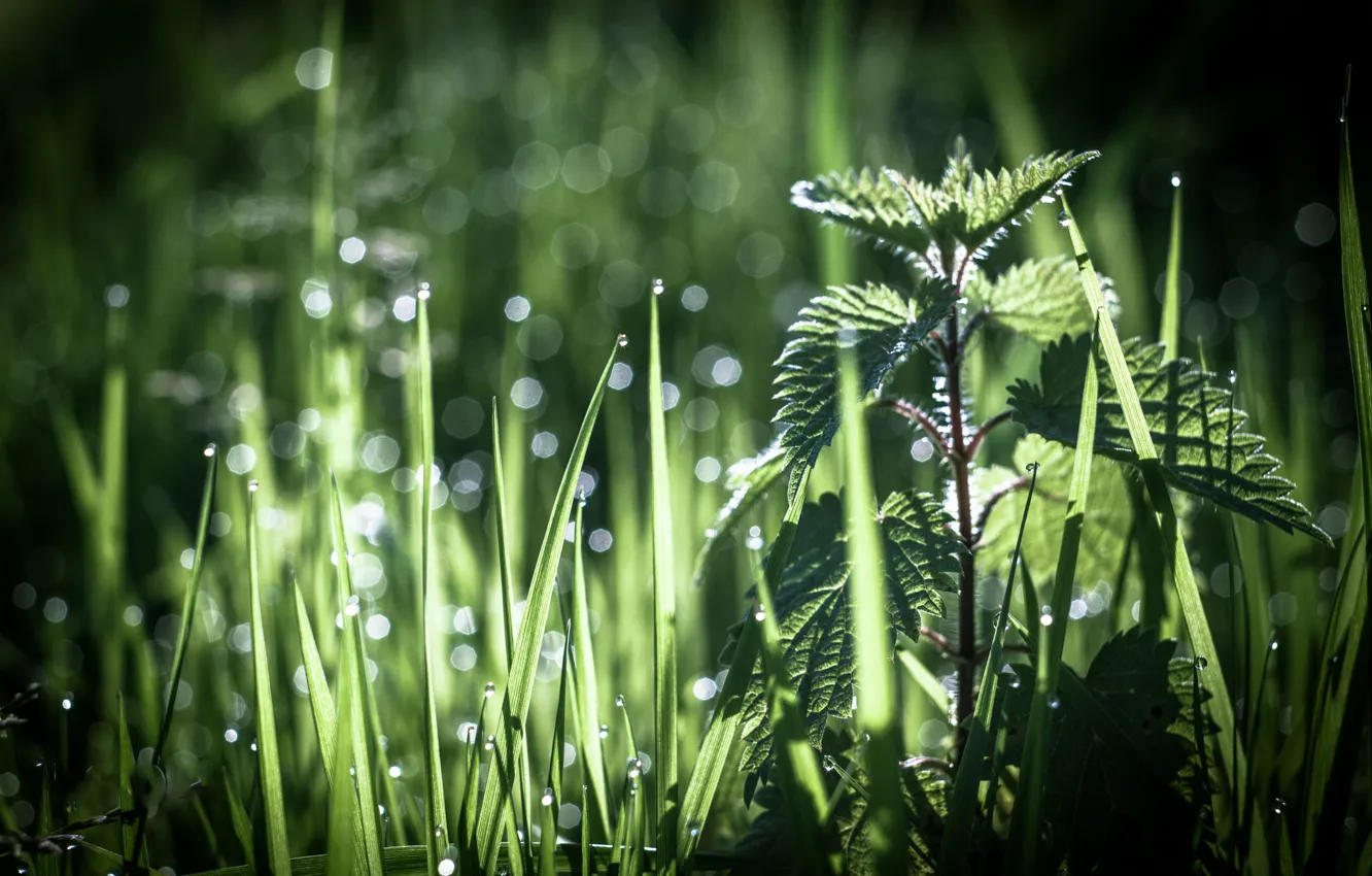 Photo wallpaper grass, Rosa, bokeh, nettle, Antonio Coelho