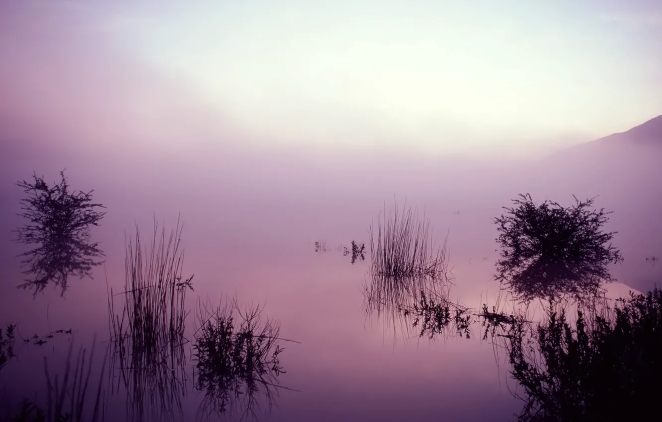 Photo wallpaper fog, lake, reflection, Grass