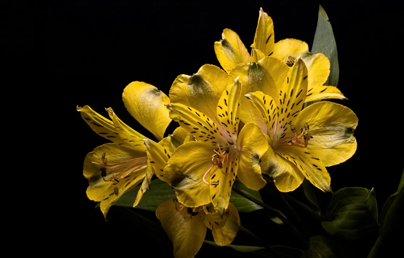 Photo wallpaper flowers, nature, background