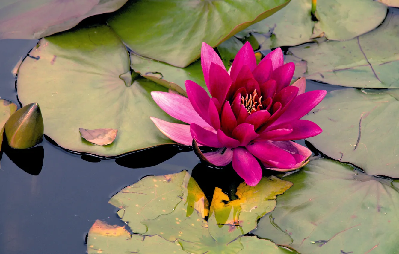 Photo wallpaper leaves, water, flowers, lake, pond, Lily, pink, pond