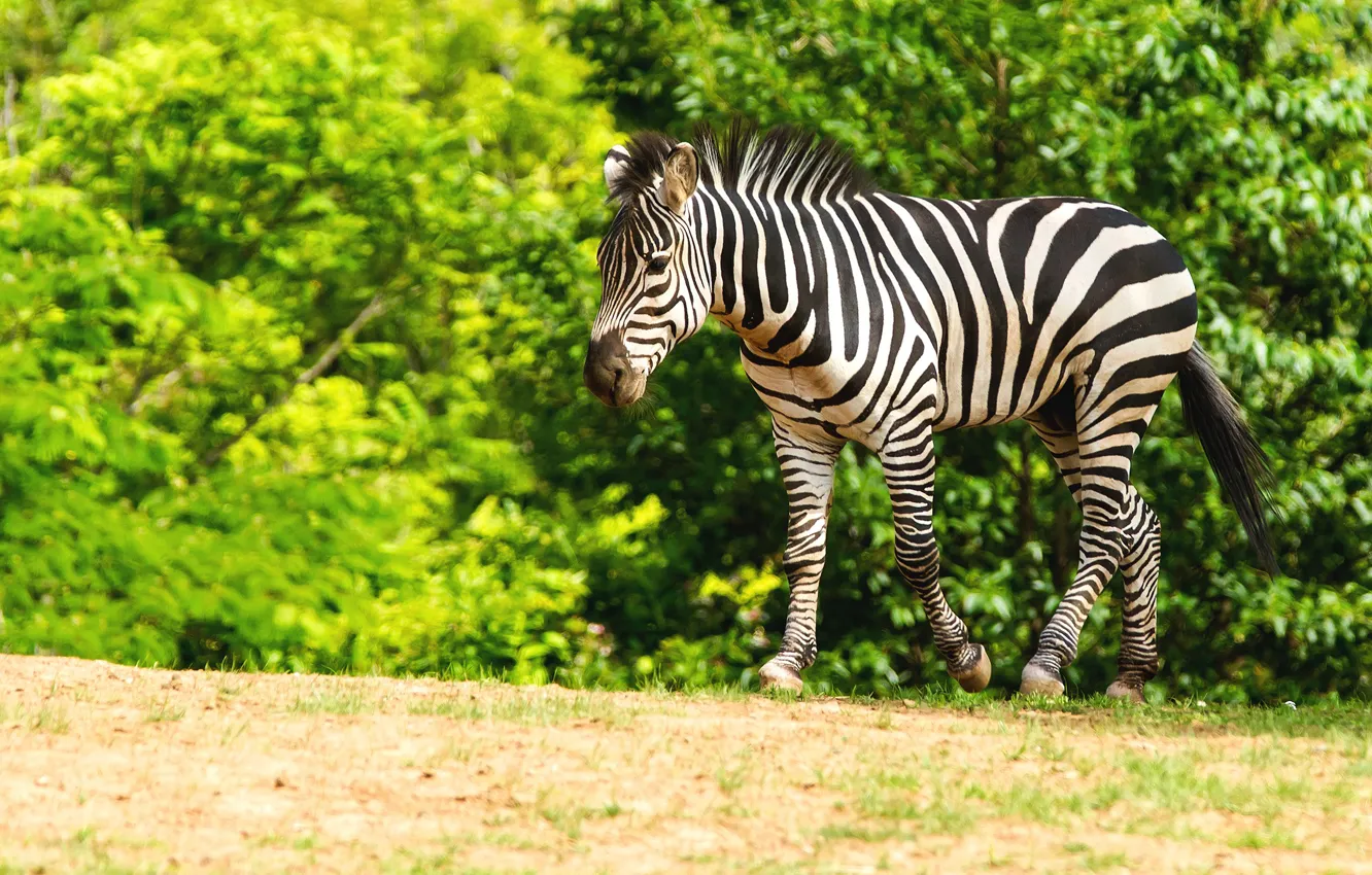 Photo wallpaper greens, summer, look, face, trees, strips, nature, Zebra