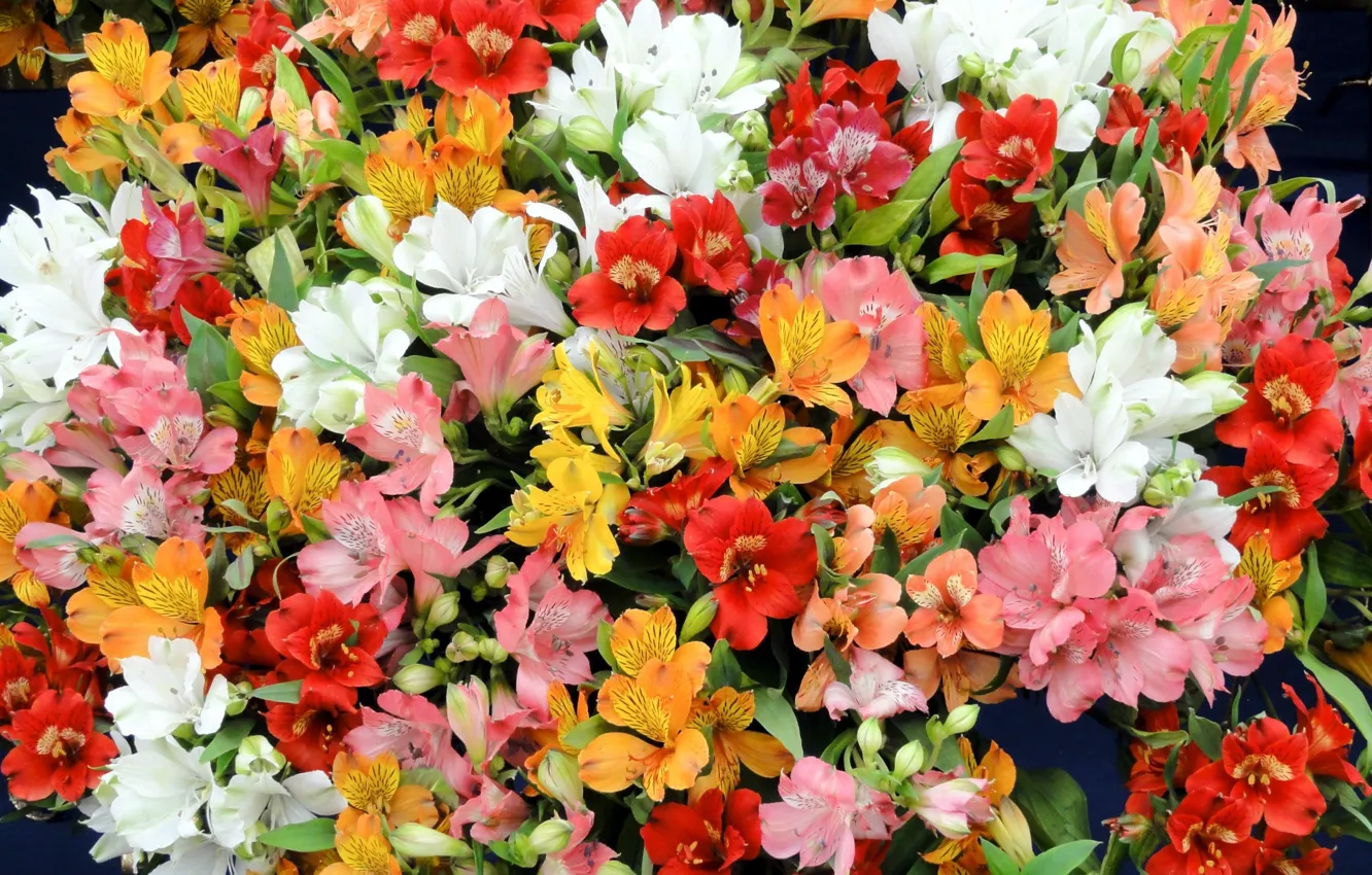 Photo wallpaper flowers, bouquet, Alstroemeria