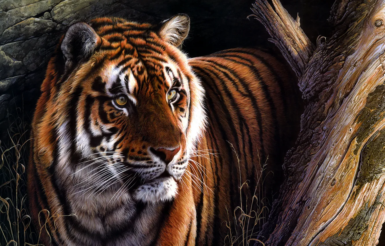 Photo wallpaper look, face, nature, tiger, the dark background, tree, figure, portrait