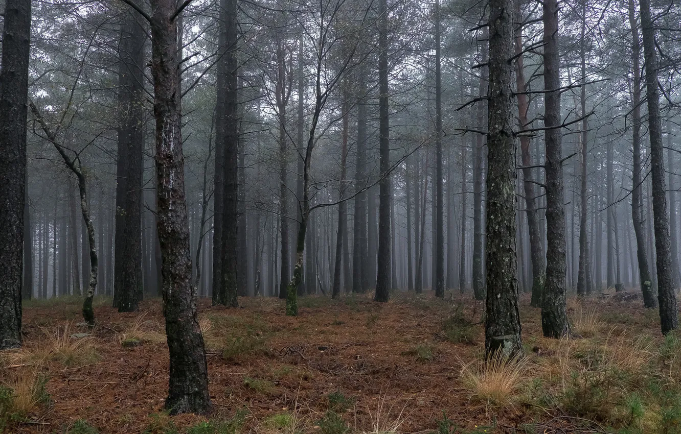 Photo wallpaper autumn, forest, nature