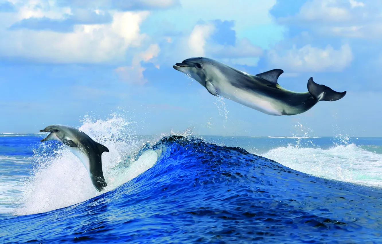 Photo wallpaper sea, wave, clouds, squirt, horizon, dolphins