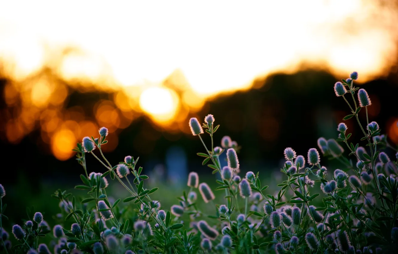 Photo wallpaper summer, light, sunset, nature, Wallpaper, plant, the evening, blur