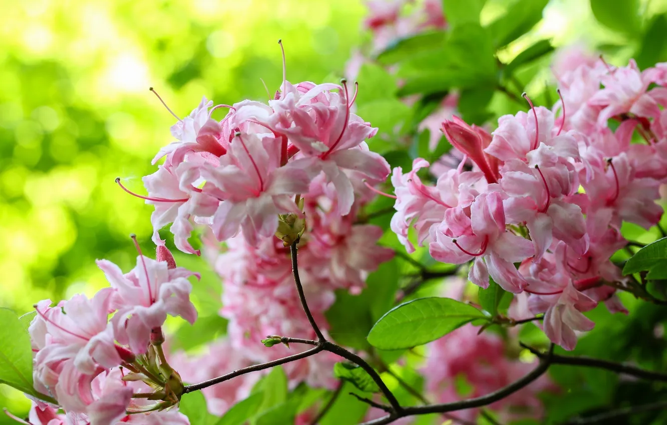 Photo wallpaper flowers, branches, pink, flowering