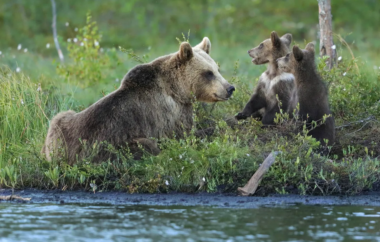 Photo wallpaper river, shore, baby, bear, bear, trio, the bushes, pond