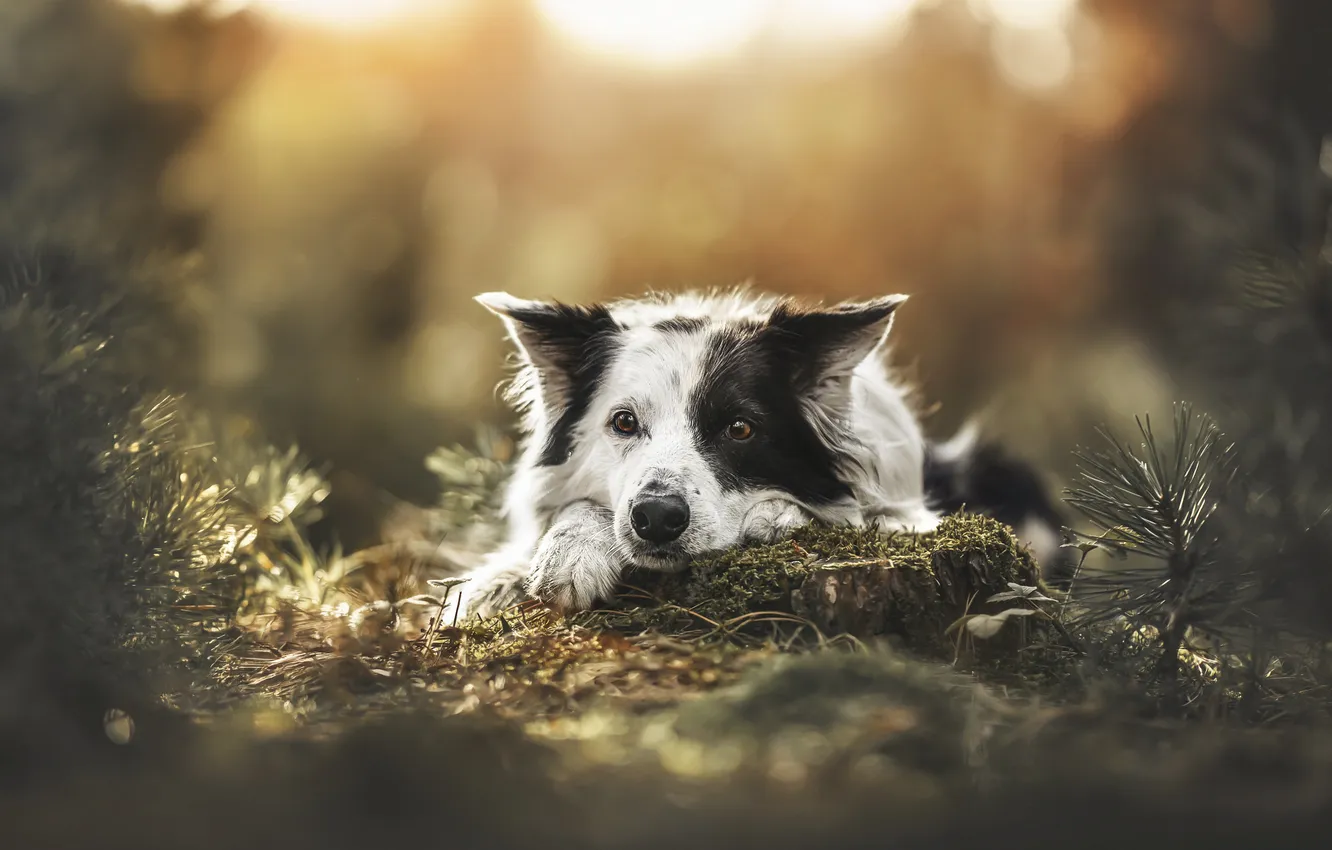 Photo wallpaper face, dog, Border Collie
