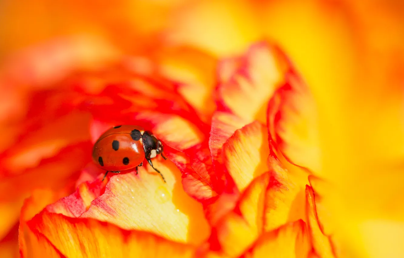 Photo wallpaper flower, macro, ladybug, beetle, insect, bright, Ranunculus