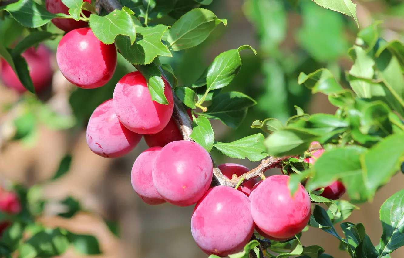 Photo wallpaper trees, branches, fruit, plum