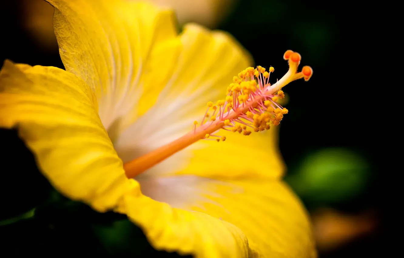 Photo wallpaper flower, yellow, flowers, Hawaiian, Hibiscus