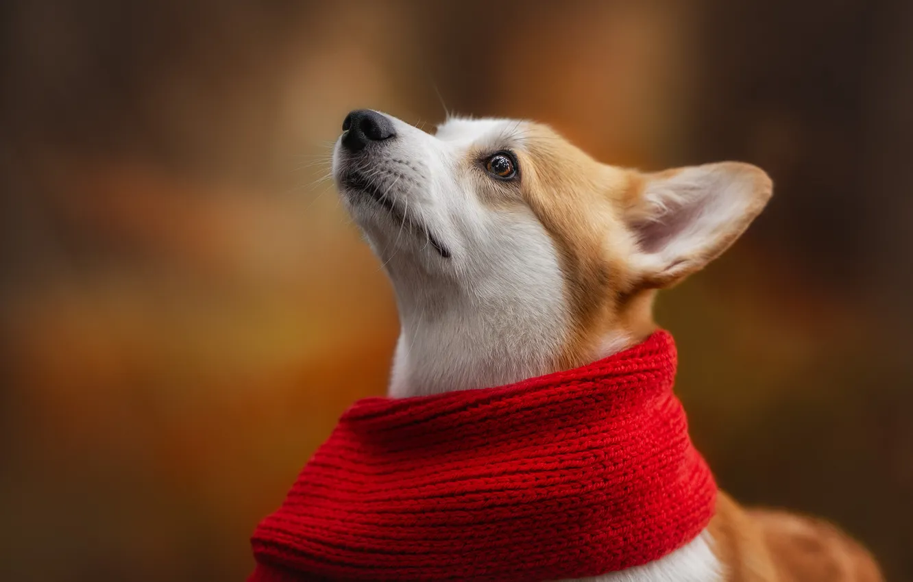 Photo wallpaper background, dog, scarf, face, Welsh Corgi, Irina Andrianova