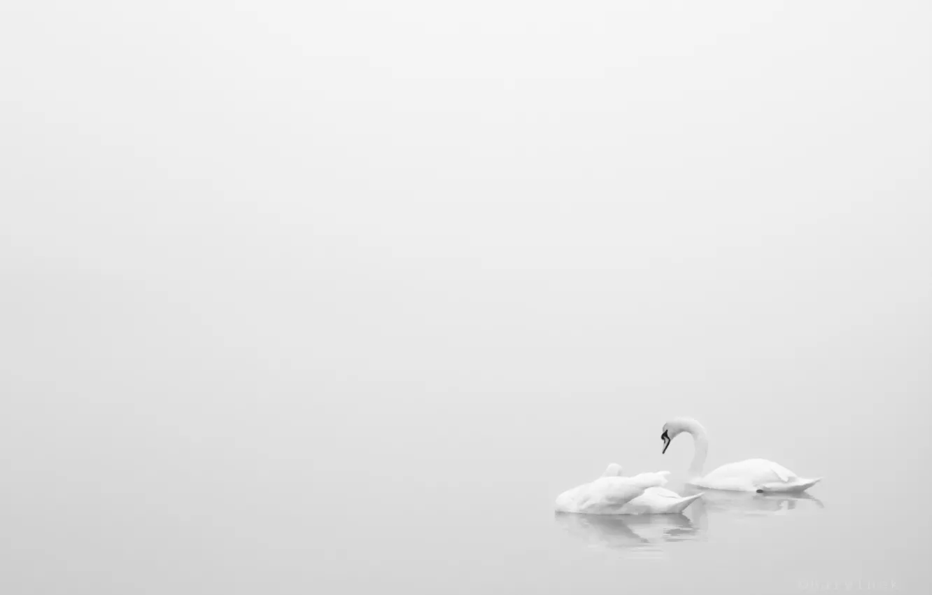 Photo wallpaper nature, minimalism, swans