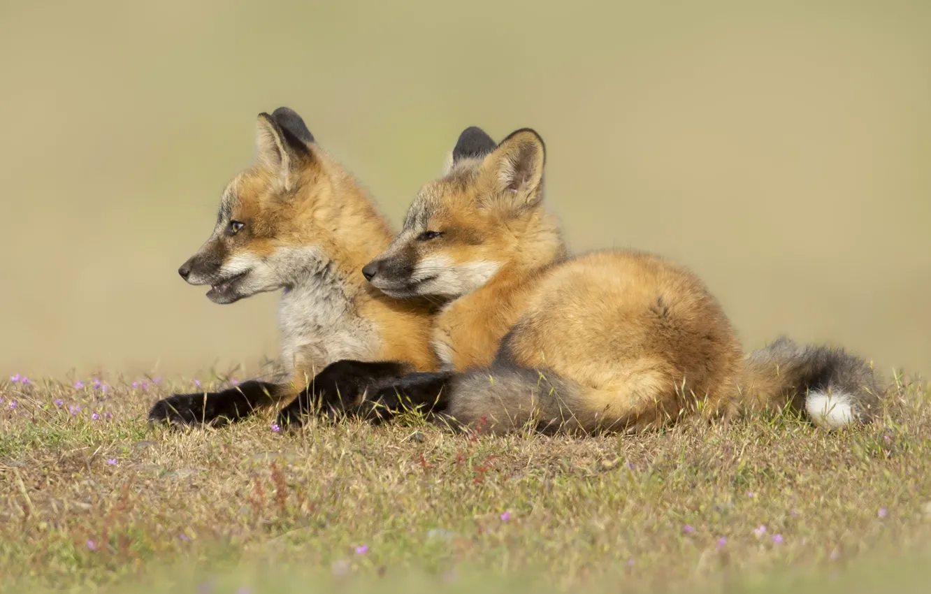 Photo wallpaper summer, nature, Fox