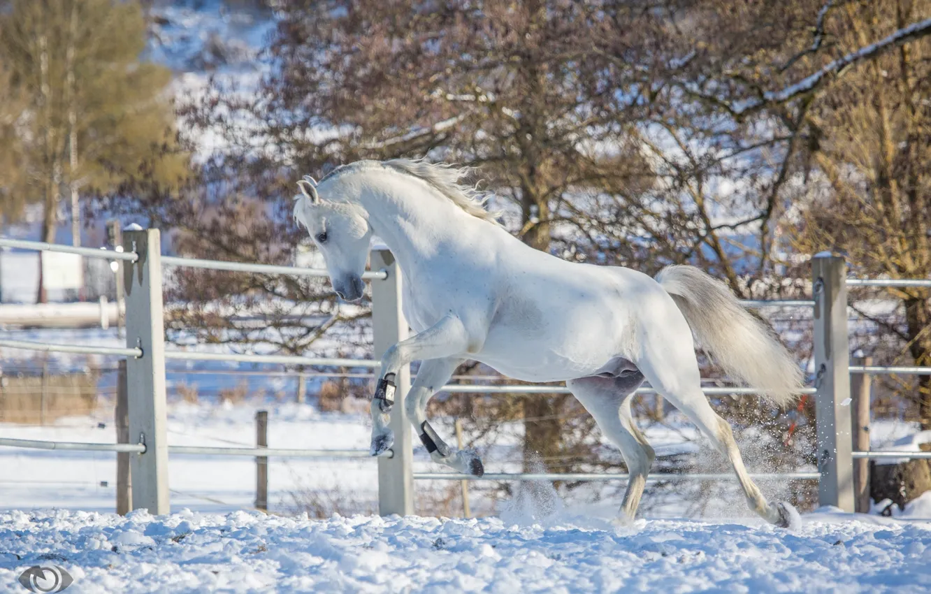 Photo wallpaper white, movement, horse, horse, power, running, grace, playful