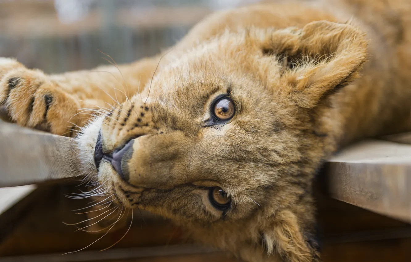 Photo wallpaper cat, look, face, Leo, cub, lion, ©Tambako The Jaguar