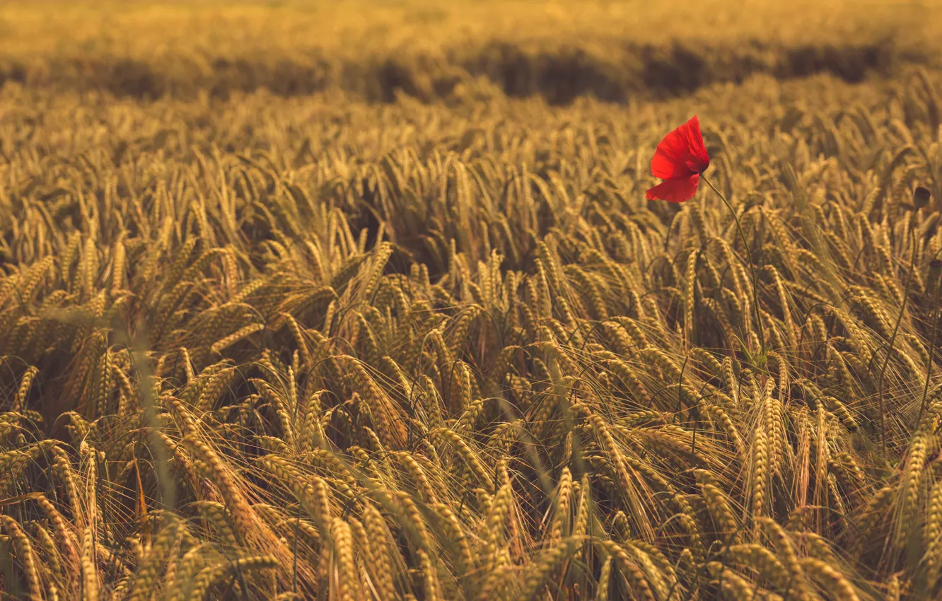 Photo wallpaper wheat, field, flowers, Mac, ears