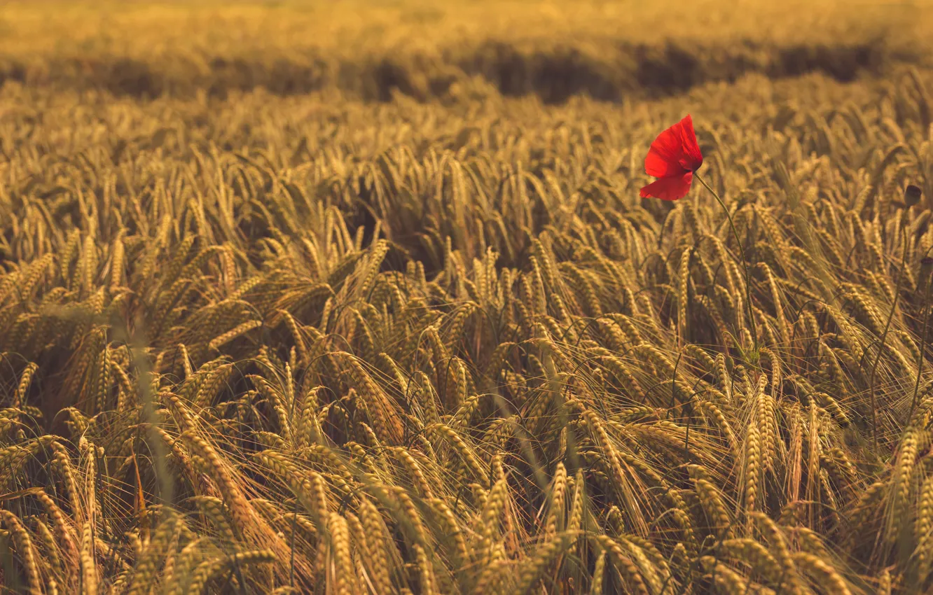 Photo wallpaper field, flower, Mac, ears, Wheat