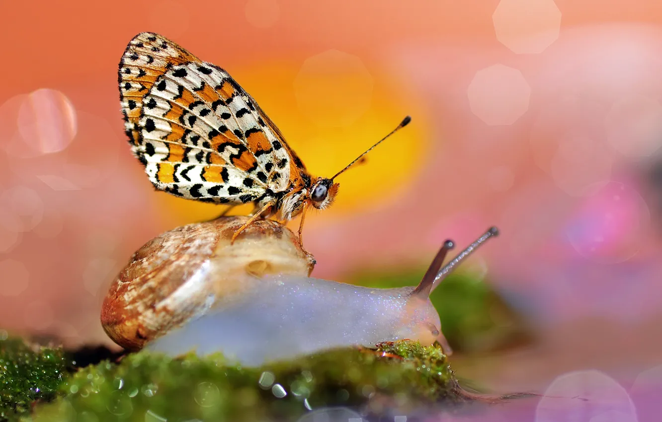 Photo wallpaper macro, butterfly, snail, bokeh
