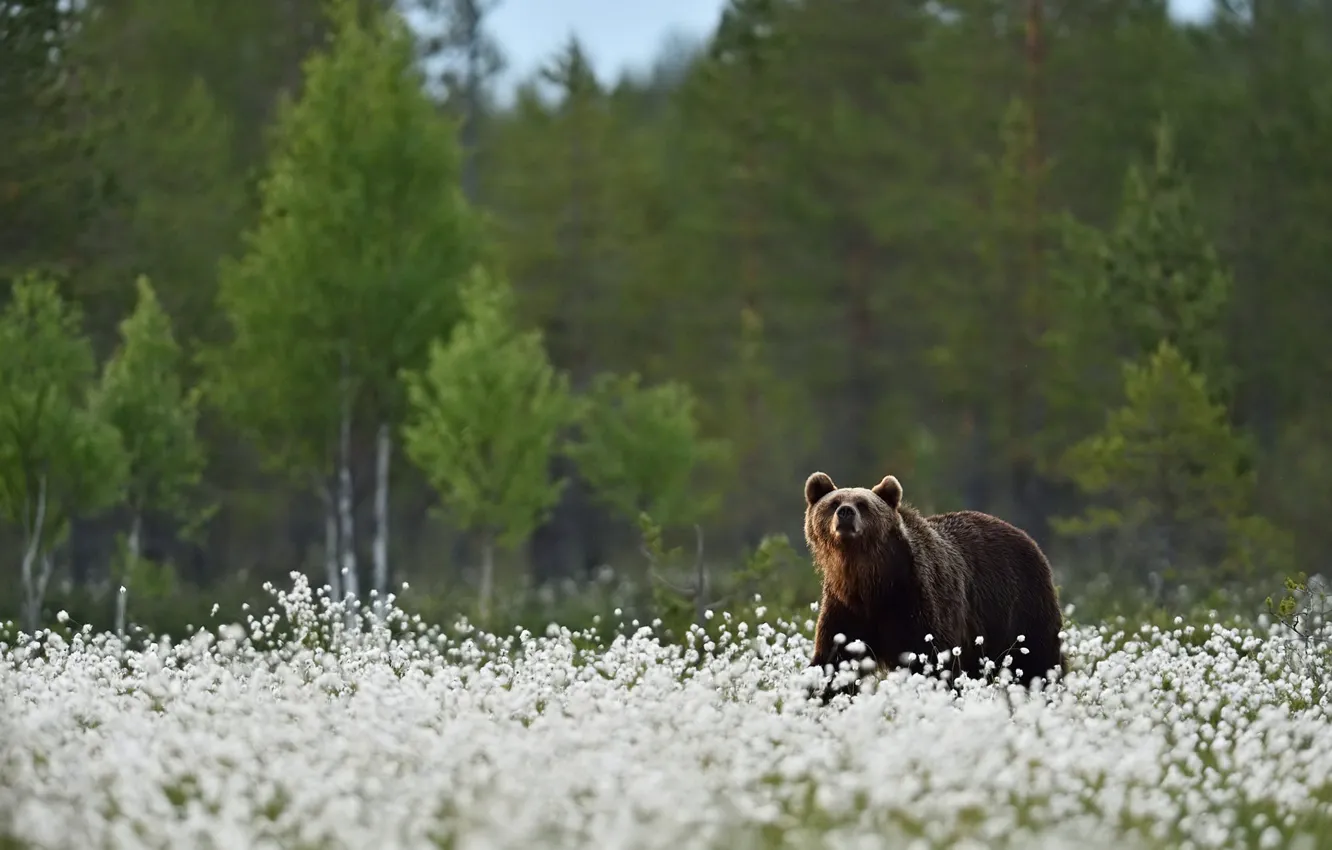 Photo wallpaper forest, summer, look, face, trees, flowers, nature, pose